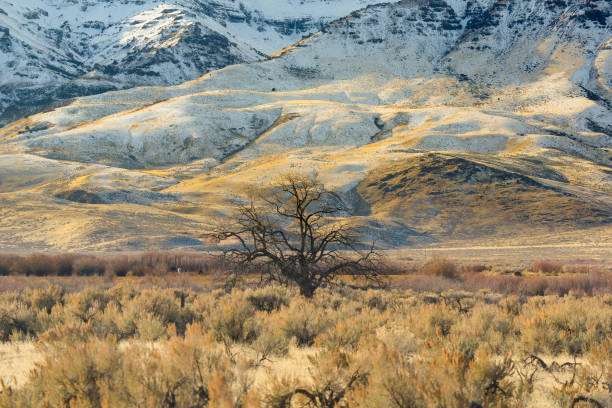 istock Tree Centered In Frame With Snow Covered Mountains In The Background 1312329376