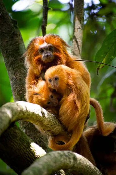 Photo of Portrait of rare monkey Golden Lion Tamarin in a green background