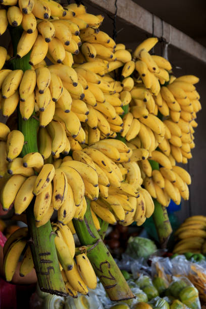 istock Bunches of bananas 1312330209