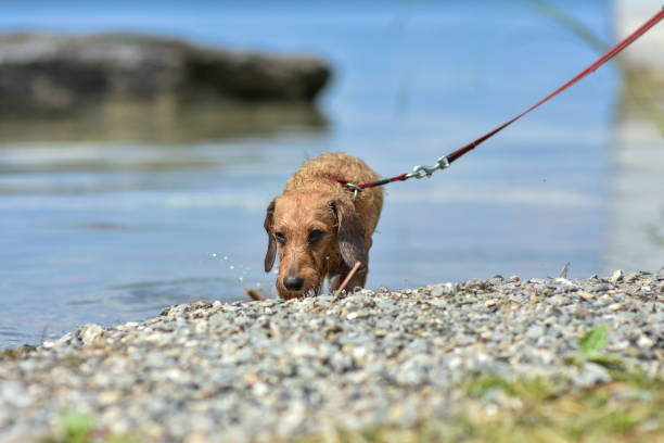 un perro camina a lo largo de la orilla del lago en un caluroso día soleado de verano. raza de perro de pelo de alambre dachshund - dachshund dog reliability animal fotografías e imágenes de stock