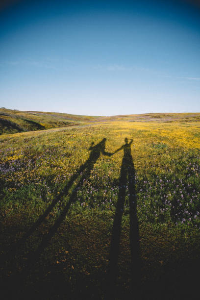 Shadows Extend across a wildflower Field at Sunset in Oroville, CA, United States