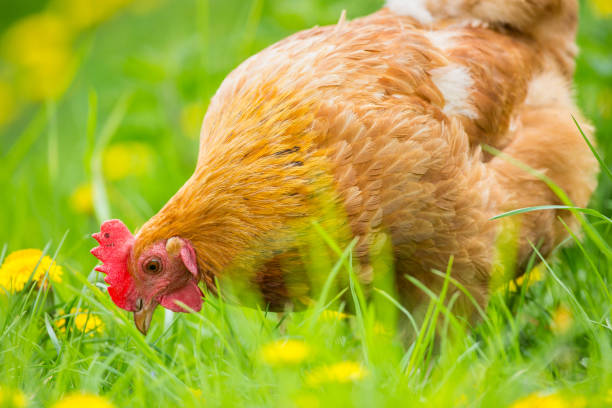 istock A hen on the farm 1312330673