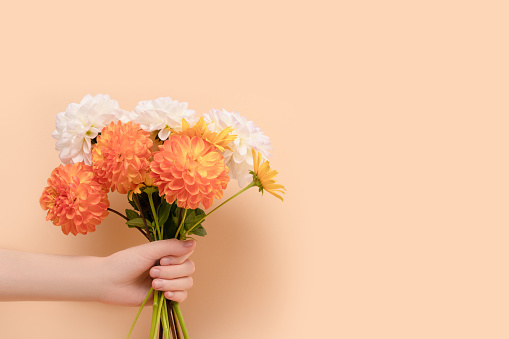 Female hand hold bouquet of dahlia flowers in front of beige background. Woman giving gift for 8 March or Mothers Day.