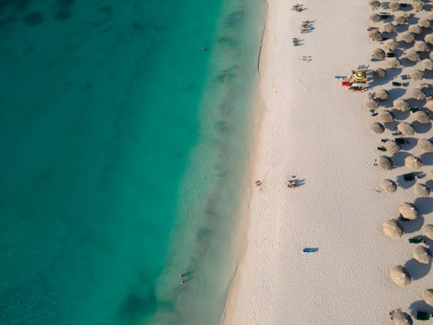 istock Palm Trees on the shoreline of Eagle Beach in Aruba 1312331984