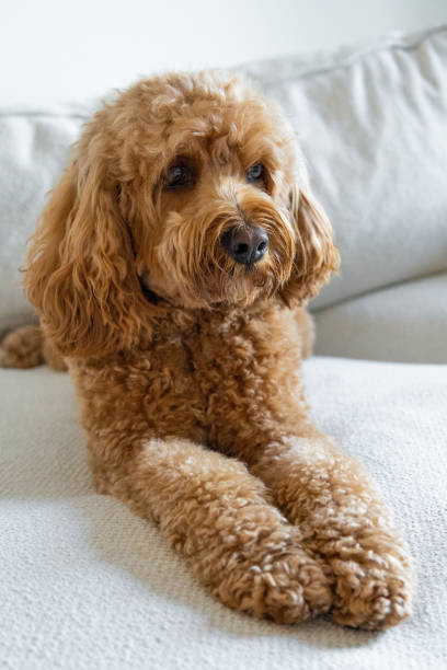 Cavapoo dog, mixed -breed of Cavalier King Charles Spaniel and Poodle Cavapoo dog on the couch, mixed -breed of Cavalier King Charles Spaniel and Poodle. poodle color image animal sitting stock pictures, royalty-free photos & images