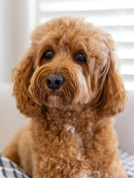 istock Cavapoo dog, mixed -breed of Cavalier King Charles Spaniel and Poodle 1312332909