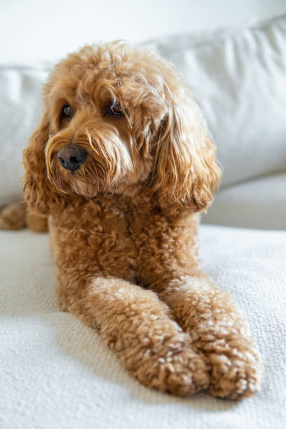 istock Cavapoo dog, mixed -breed of Cavalier King Charles Spaniel and Poodle 1312332968