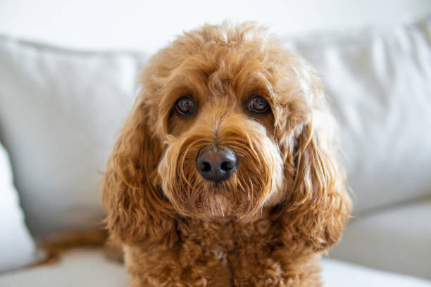 istock Cavapoo dog, mixed -breed of Cavalier King Charles Spaniel and Poodle 1312333022