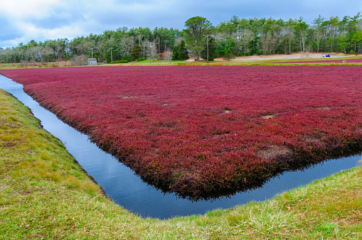 A Cape Cod cranberry bog in spring with bright red foliage surrounded by an water channel.