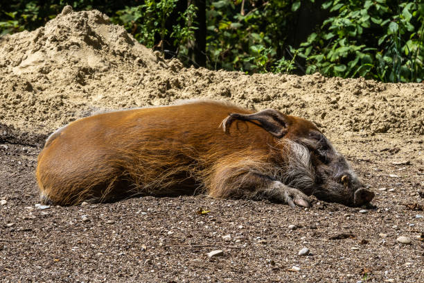 istock Red river hog, Potamochoerus porcus, also known as the bush pig. 1312334498
