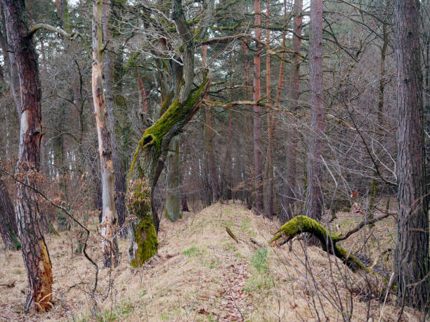 istock Oak alley in the spring landscape 1312335366