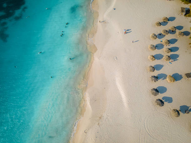 Palm Trees on the shoreline of Eagle Beach in Aruba