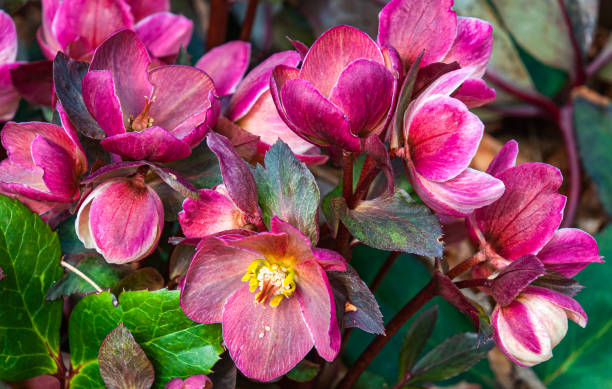 istock Helleborus Blossom Cluster 1312336573
