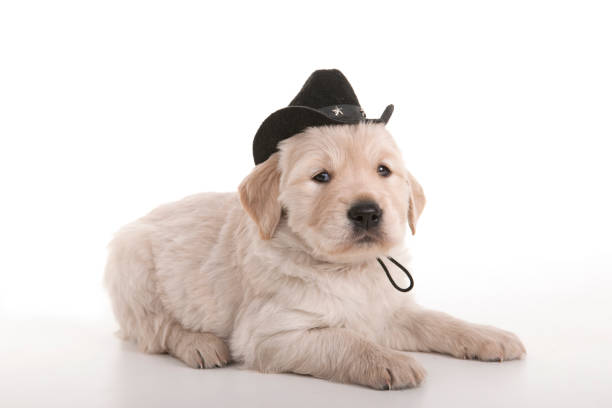 istock Golden retriever puppy with cowboy hat on white 1312336588