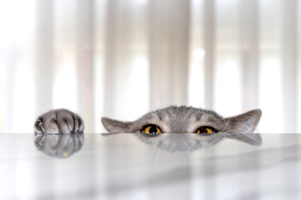 Big-headed british short hair cat trying to hide under the marble table