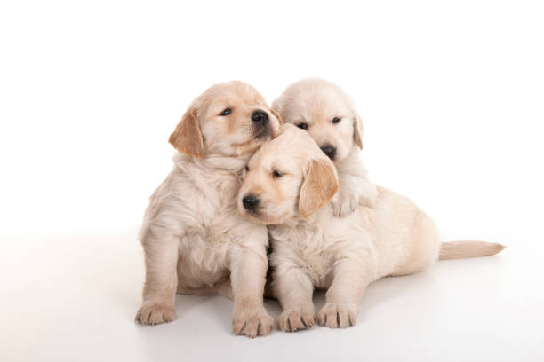 три золотых щенка ретривера на белом - golden retriever friendship white small стоковые фото и изображения
