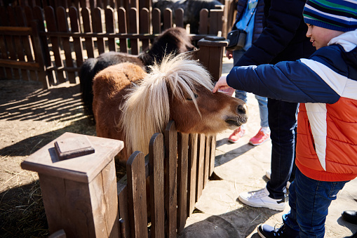 Little boy caresses a pony foal at the zoo. Love and animal protection concept