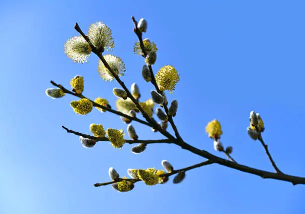 Sal willow in spring as an important fodder plant