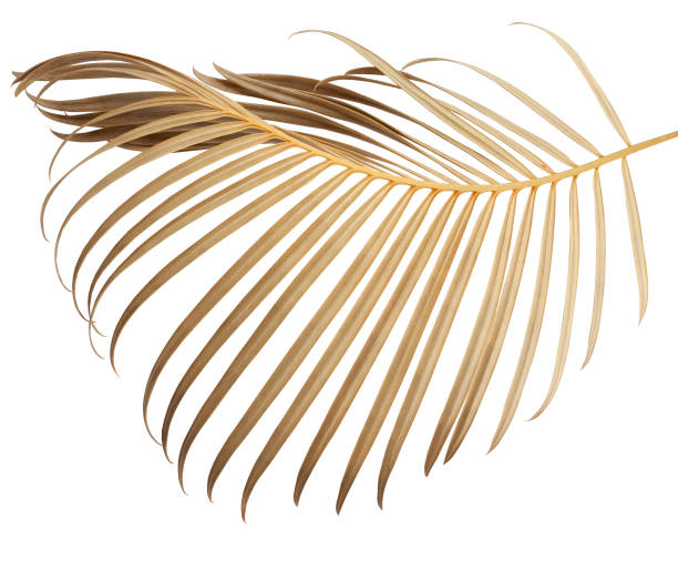 istock Tropical palm leaf isolated on whit background 1312337314