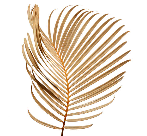 istock Tropical palm leaf isolated on whit background 1312337315