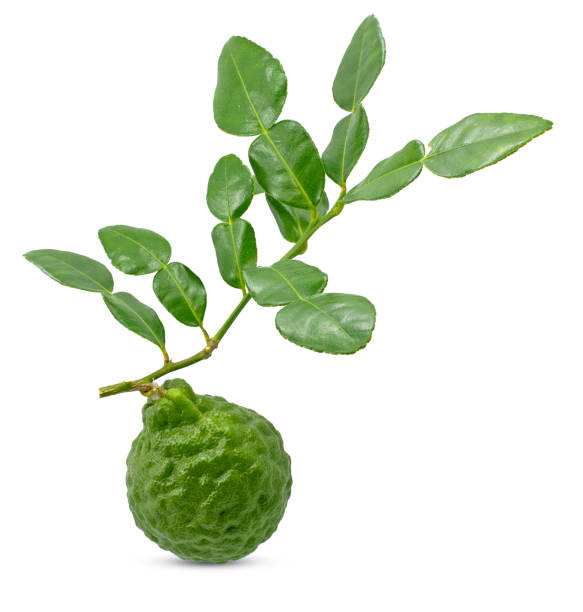 Bergamot fruit with leaf isolated on white background Bergamot fruit with leaf isolated on white background kaffir stock pictures, royalty-free photos & images