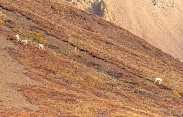 istock Dall Sheep Rams in Alaska 1312338485