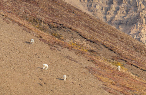 istock Dall Sheep Rams in Alaska 1312338489