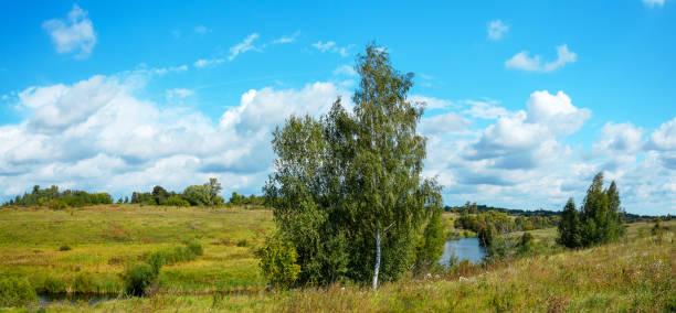 Summer scenery