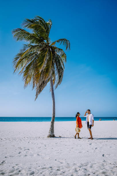 istock Palm Trees on the shoreline of Eagle Beach in Aruba 1312338589