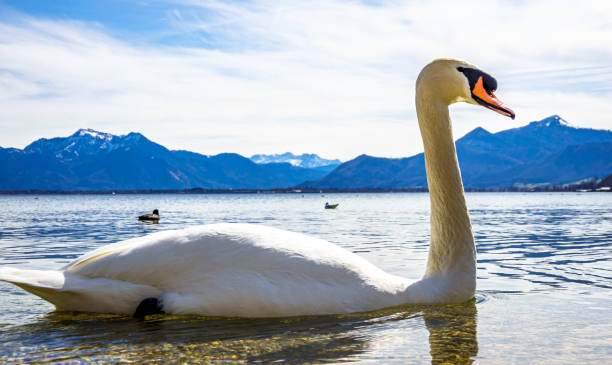 istock swan at the chiemsee lake 1312339453