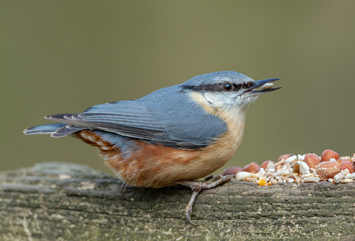 Nuthatch, Scientific name: Sitta europaea.   Close up of a European Nuthatch in Springtime, feeding on peanuts and sunflower seeds. Facing right.  Clean background.  Horizontal.  Space for copy.