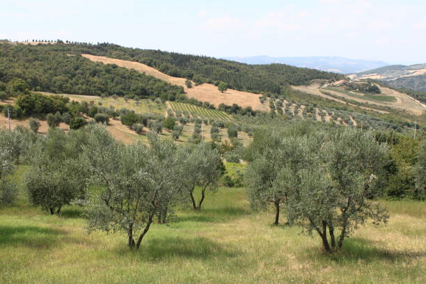 istock Ancient olive grove in Tuscany 1312341929