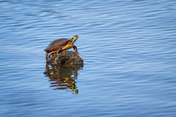 Two red eared slider turtles bask in the sun on a log in the middle of a pond that is reflecting the greenery in the area.