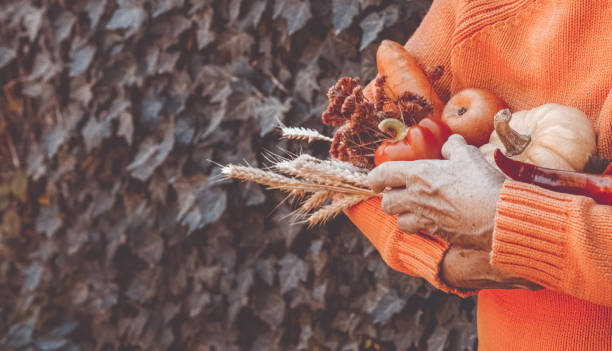 カラフルな秋野菜や果物を持つ先輩女性 - color image thanksgiving photography harvest festival ストックフォトと画像