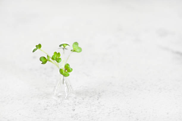 istock Micro greens of arugula in a beaker on a light background. 1312343313