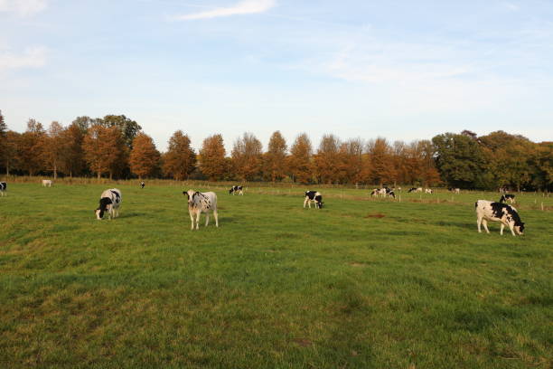 istock Autumn in Heeze in the Netherlands 1312343322