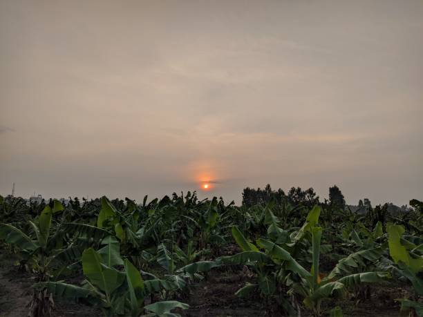 Banana field in the morning