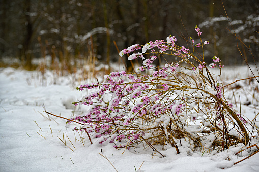 a tibast bush having a tough day in snow and ice april 12 2021 in Kumla Sweden
