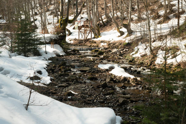 istock Winter coniferous forest in winter on a sunny day.Mountain stream.Shipot waterfall and its surroundings. Carpathians. Ukraine. 1312345464