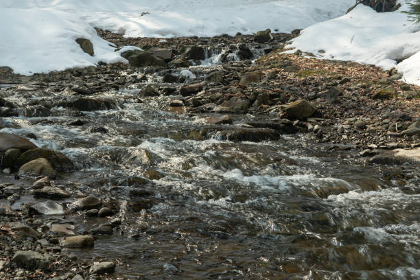 istock Winter coniferous forest in winter on a sunny day.Mountain stream.Shipot waterfall and its surroundings. Carpathians. Ukraine. 1312345468
