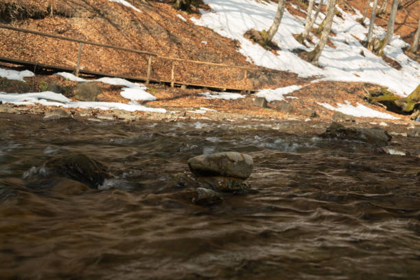 Winter coniferous forest in winter on a sunny day.Mountain stream.Shipot waterfall and its surroundings. Carpathians. Ukraine.