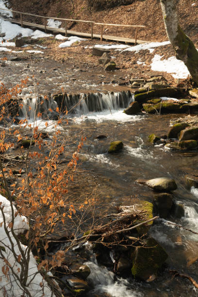 Winter coniferous forest in winter on a sunny day.Mountain stream.Shipot waterfall and its surroundings. Carpathians. Ukraine.