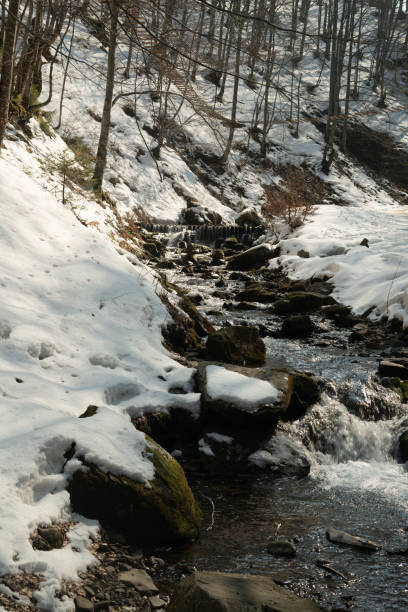 istock Winter coniferous forest in winter on a sunny day.Mountain stream.Shipot waterfall and its surroundings. Carpathians. Ukraine. 1312345480