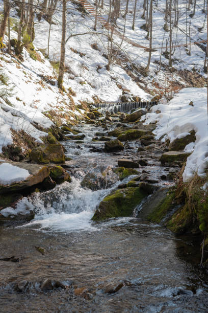 istock Winter coniferous forest in winter on a sunny day.Mountain stream.Shipot waterfall and its surroundings. Carpathians. Ukraine. 1312345482