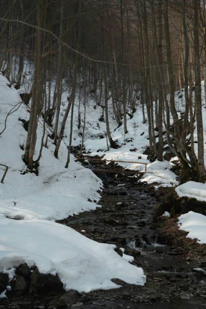 Winter coniferous forest in winter on a sunny day.Mountain stream.Shipot waterfall and its surroundings. Carpathians. Ukraine.