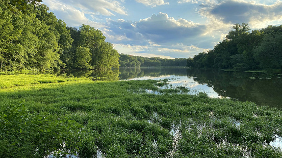 Greenbelt Lake at Buddy Attick Park in Greenbelt Maryland photographed in the early evening during the summer with an abundance of aquatic plants growing in the water.