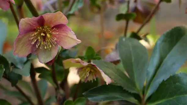 Photo of Helleborus winter rose pink flower in forest, California USA. Lenten rose floret springtime bloom, morning atmosphere, delicate botanical floral blossom. Spring fairy freshness, wildflower in wood