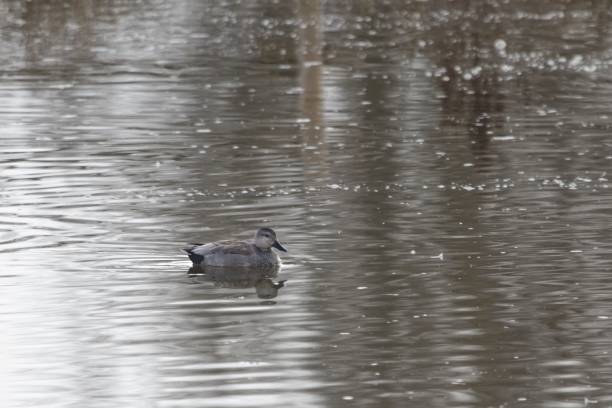 istock Gadwall, Mareca Strepera, on a lake 1312348351