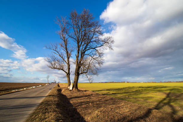spring landscape