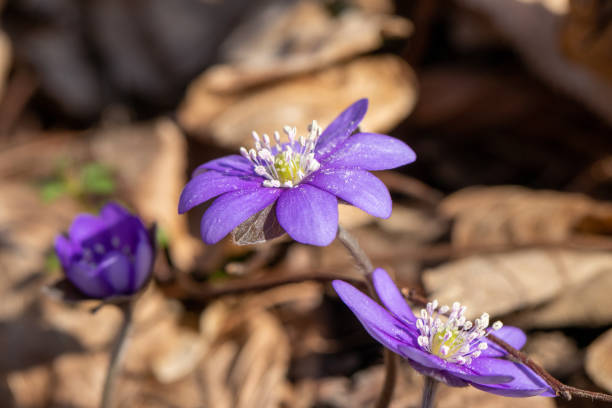 istock hepatica flowers in the spring forest 1312349420